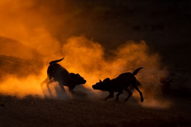 Galeria de fotos:10 fotos impressionantes de cães selvagens africanos 