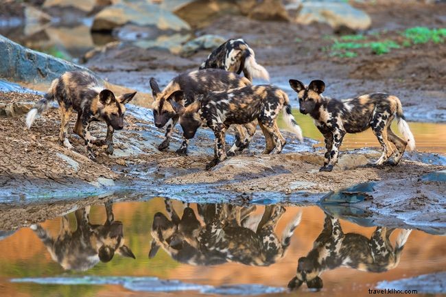 Galeri foto:10 foto menakjubkan anjing liar Afrika 
