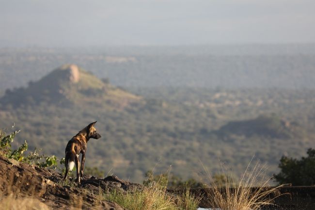フォトギャラリー：アフリカの野生の犬の10枚の見事な写真 