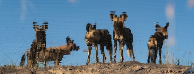 フォトギャラリー：アフリカの野生の犬の10枚の見事な写真 
