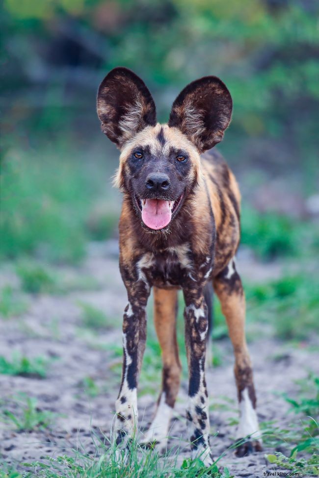Galleria fotografica:10 splendide foto di cani selvatici africani 