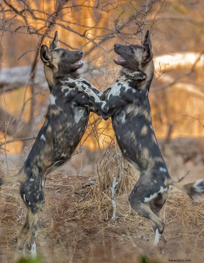 Galería de fotos:10 fotos impresionantes de perros salvajes africanos 