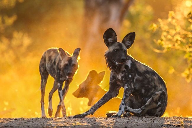 Galería de fotos:10 fotos impresionantes de perros salvajes africanos 