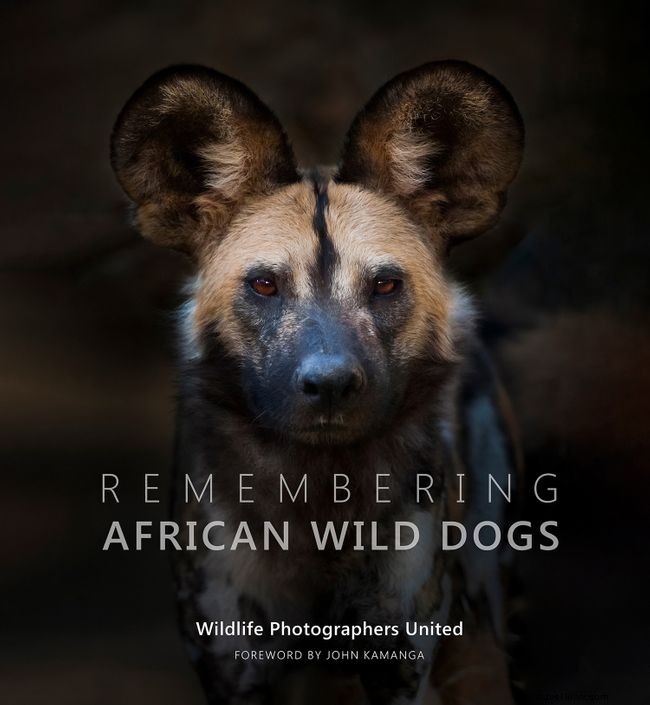 Galeri foto:10 foto menakjubkan anjing liar Afrika 