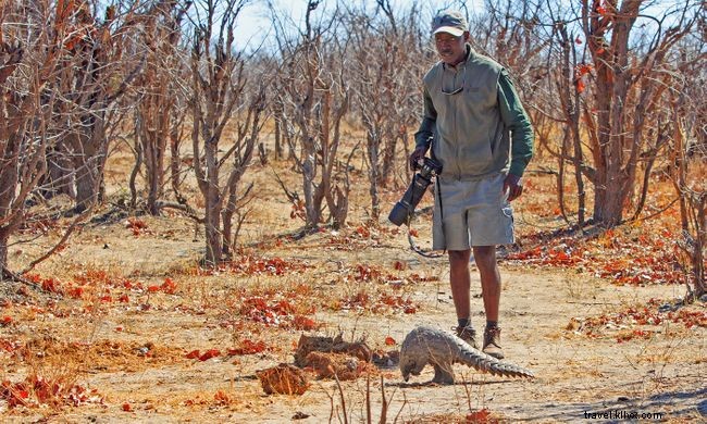Conservación del pangolín en Sudáfrica 