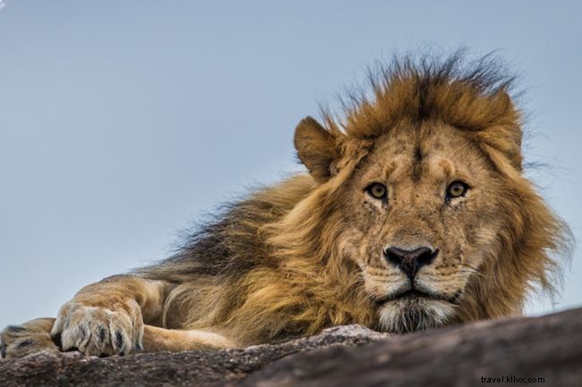 Une entreprise familiale de safari au Kenya a lancé cinq nouvelles expériences 