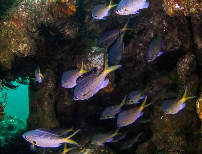 Abaixo da superfície:7 pontos turísticos incríveis que você encontrará nas águas de Santa Helena 