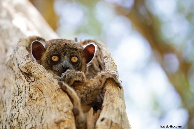 Penyayang lemur di Madagaskar 