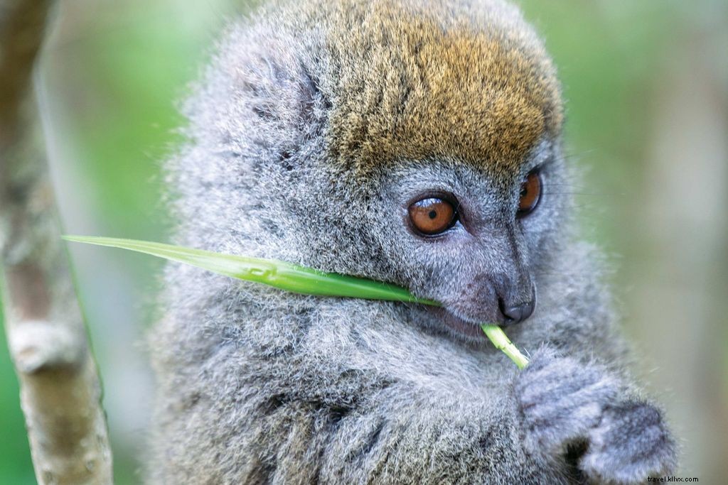 Penyayang lemur di Madagaskar 