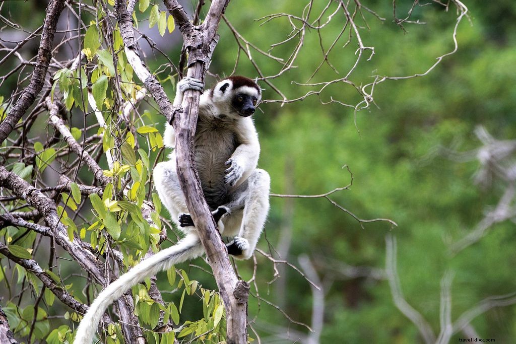 Lemur amoroso en Madagascar 