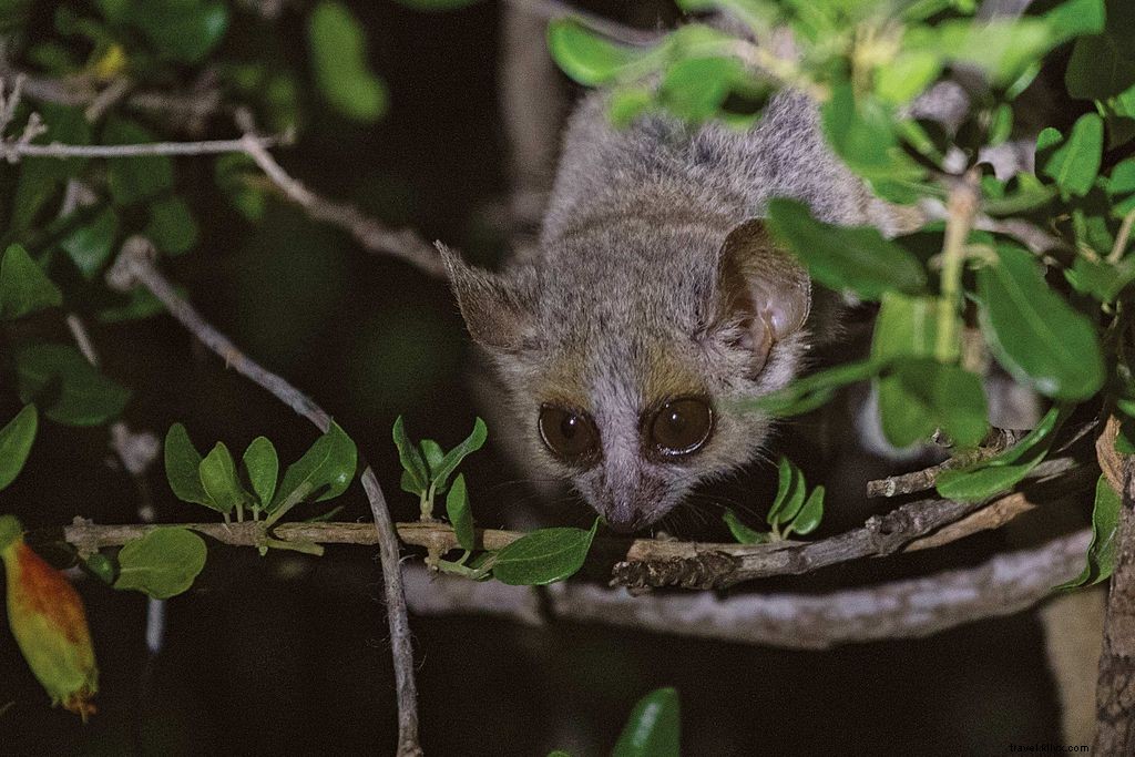 Lemur amando em Madagascar 