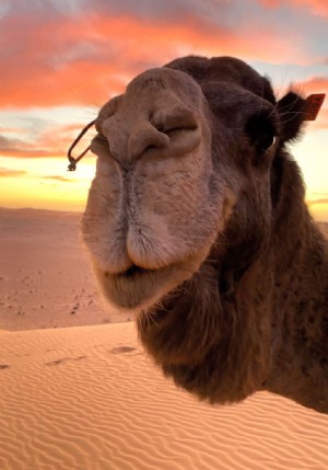 Com è la vita nel deserto del Sahara? Alice Morrison lo scopre 