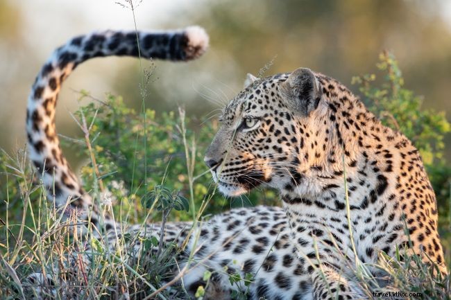 Safaris en el sofá:5 impresionantes safaris africanos virtuales para disfrutar desde casa 