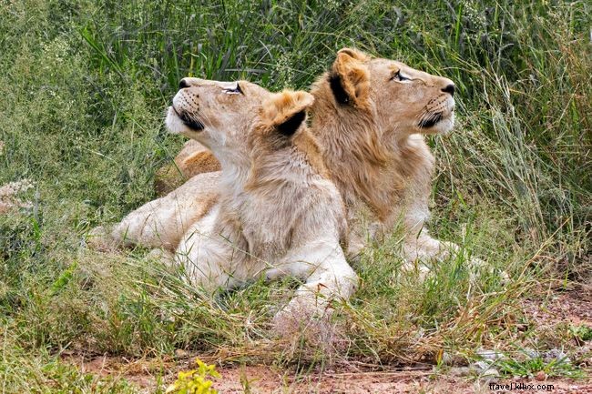 Sofa safaris :5 safaris africains virtuels impressionnants à vivre depuis chez soi 