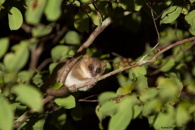 5 dei posti migliori per vedere i lemuri in Madagascar 
