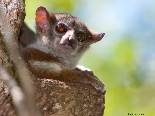 5 de los mejores lugares para ver lémures en Madagascar 