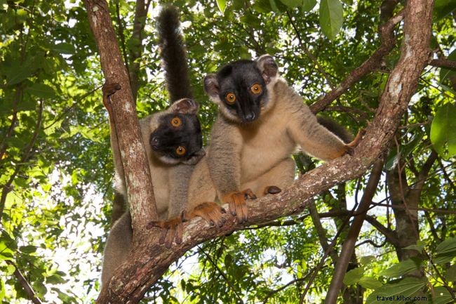 5 des meilleurs endroits pour voir des lémuriens à Madagascar 