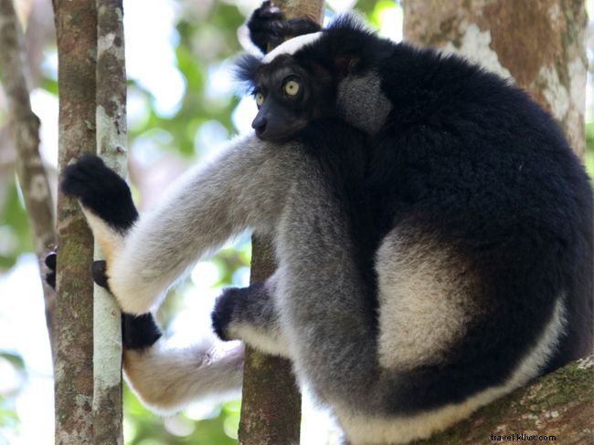 5 dei posti migliori per vedere i lemuri in Madagascar 