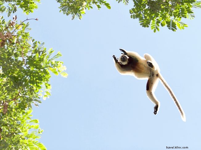 5 dos melhores lugares para ver lêmures em Madagascar 