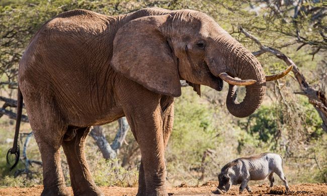 7 des meilleurs safaris à pied au monde 