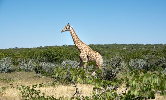 7 de los mejores safaris a pie del mundo 