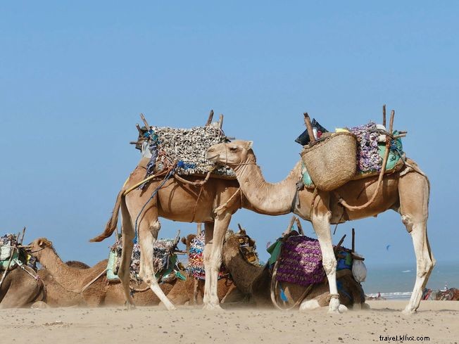 Marruecos alternativo:El viaje a la poco visitada costa atlántica de Marruecos 