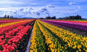 12 coloridas escenas primaverales de todo el mundo 