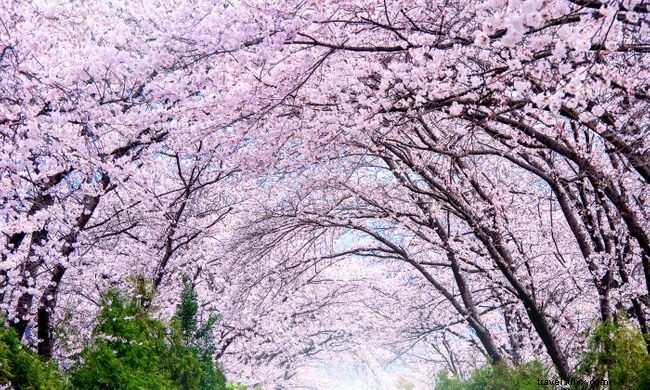 12 coloridas escenas primaverales de todo el mundo 