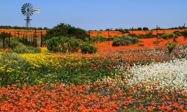 12 pemandangan musim semi yang penuh warna dari seluruh dunia 