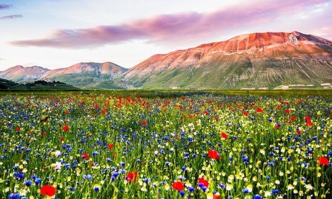 12 pemandangan musim semi yang penuh warna dari seluruh dunia 