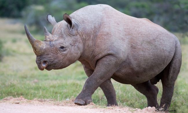 9 histoires édifiantes sur la faune et la conservation que nous devons tous lire 