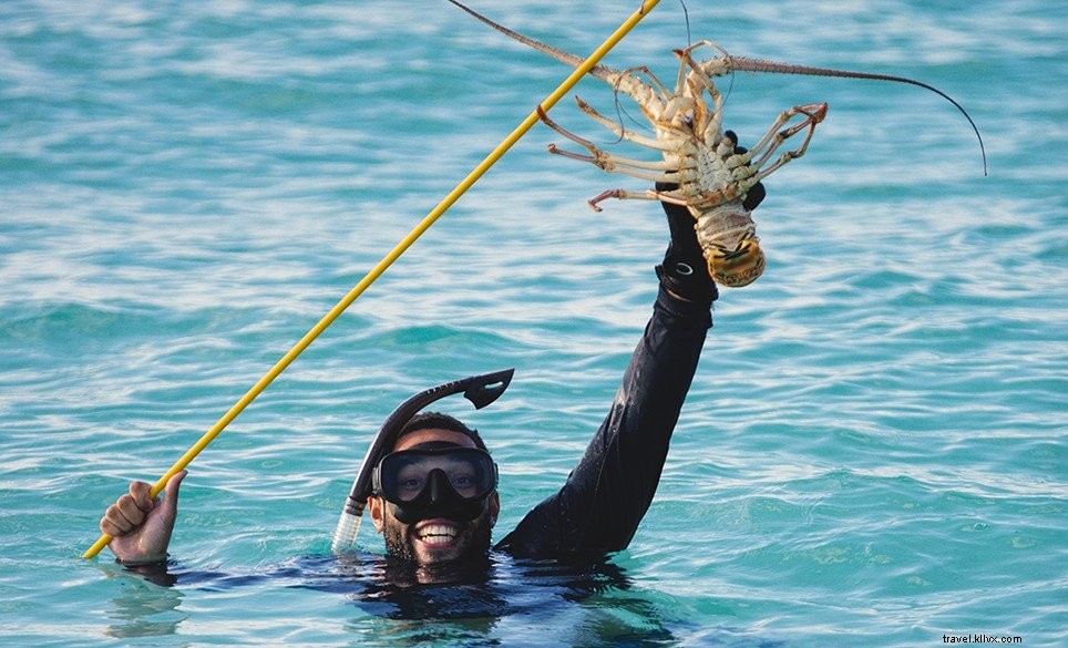 Panduan Lobster Bermuda Berduri Terbaik 