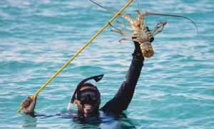 Panduan Lobster Bermuda Berduri Terbaik 